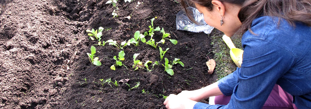 Agricultura urbana